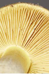 Photo Texture of Mushroom